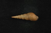 藏品(網蜷 )的圖片